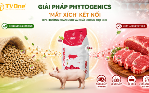 [TC NGƯỜI CHĂN NUÔI] Giải pháp Phytogenics: “Mắt xích” kết nối dinh dưỡng chăn nuôi và chất lượng thịt heo